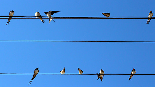 flock of Swallows perching on cable wire during daytime thumbnail