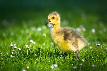 food, nature, field, animal thumbnail