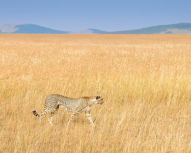 leopard on brown field thumbnail