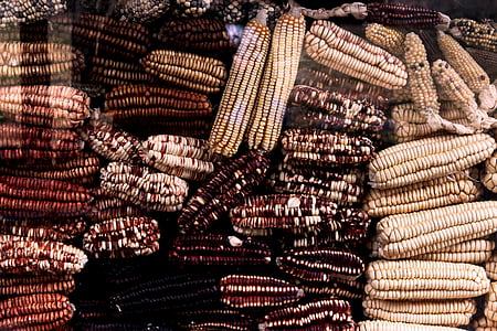 assorted corns thumbnail