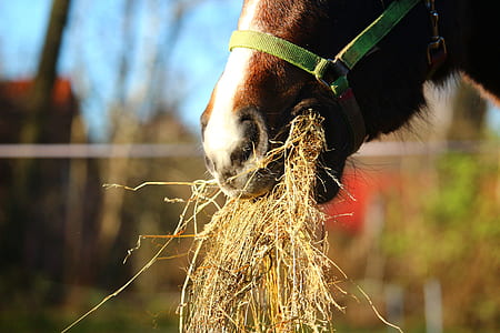 horse eating hay during daytime thumbnail