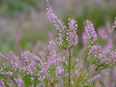 purple cluster flower in selective focus photography thumbnail