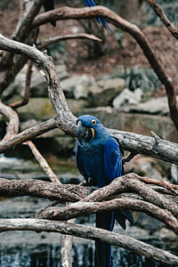 hyacinth macaw perch on brown tree branch thumbnail