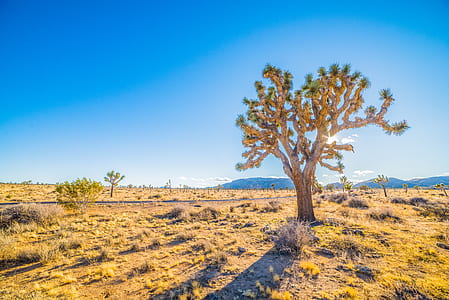 green trees on land thumbnail