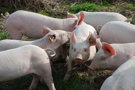 eight pigs standing on grass field thumbnail
