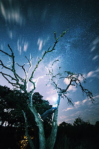 bare tree under blue sky thumbnail