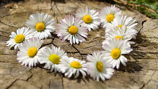 white-and-yellow daisy flowers thumbnail