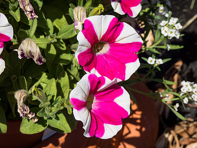 close-up photography of white-and-pink petunia flower thumbnail