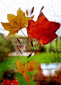 Three Maple Leaves On Window thumbnail