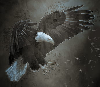 bald eagle illustration thumbnail