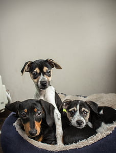 three puppies on pet bed thumbnail