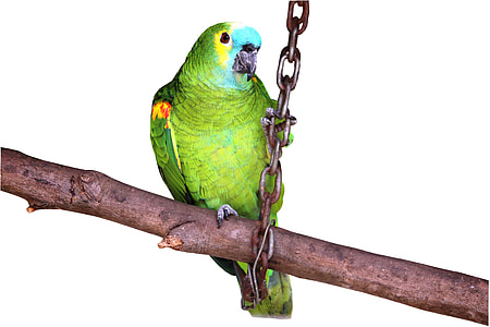 Parrot On White Background, Looking thumbnail