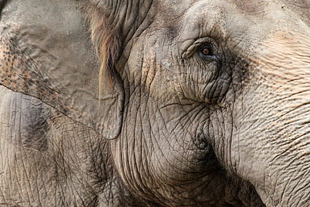 brown elephant thumbnail