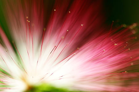eucalyptus flower, floral, background, park, spring, garden thumbnail