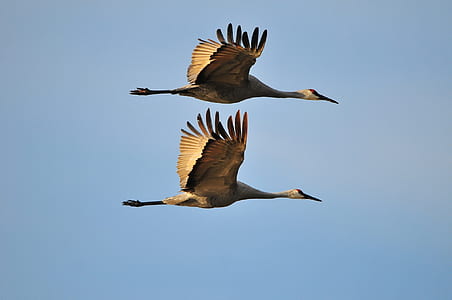 two brown bird spread its wings on sky thumbnail