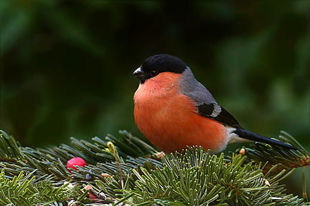 brown, gray, and black bird on green leaf plant thumbnail
