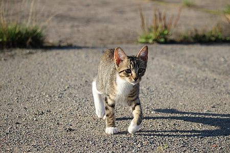 brown and white cat walking near green plant thumbnail