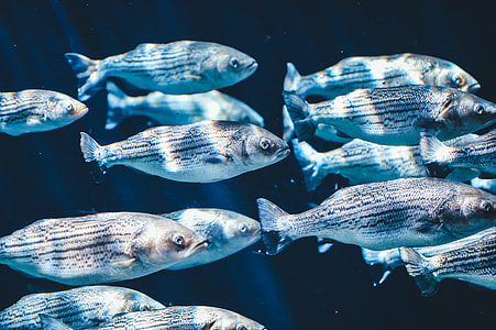 gray school of fish thumbnail