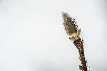 green plant thumbnail