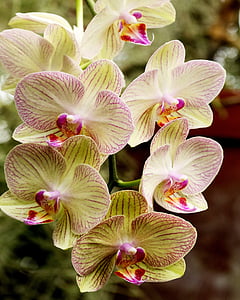 closeup photo of white-and-pink moth orchids thumbnail
