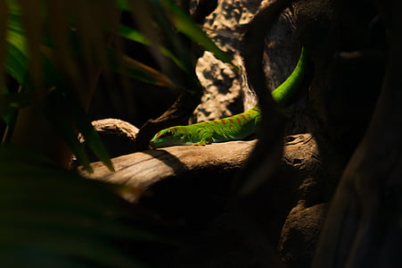 close-up photography of green and orange skink on brown tree thumbnail
