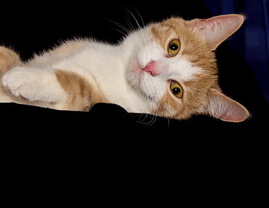 orange tabby cat thumbnail