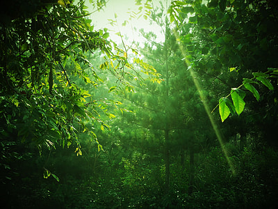 sunlight through trees thumbnail