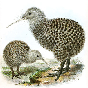 Great Spotted Kiwi - Apteryx haastii thumbnail