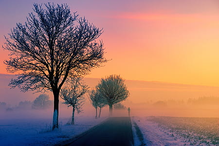 bare trees near black road during daytime thumbnail