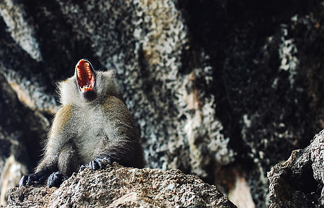 gray monkey screaming on gray rock thumbnail