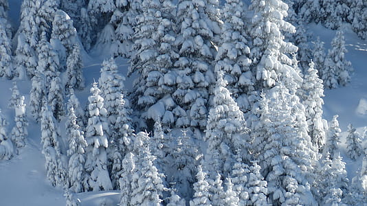 snow covered trees thumbnail