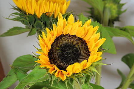 yellow Sunflowers on partial bloom thumbnail