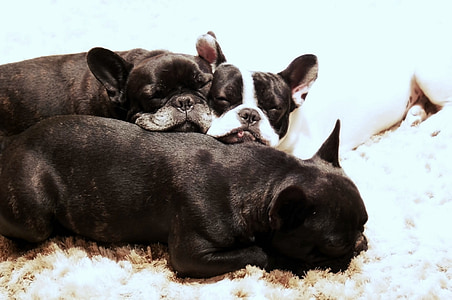 three adult black and white French bulldogs thumbnail