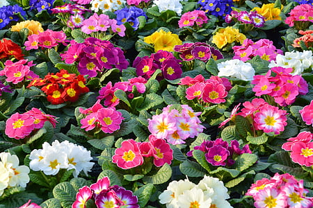 assorted flower plant lot thumbnail