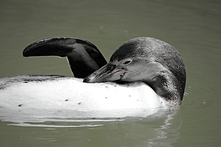 black and white penguin on body of water thumbnail