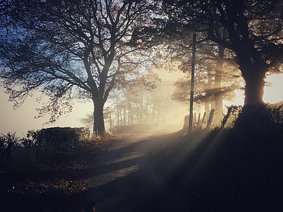 photography of empty pathway with trees thumbnail