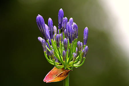 purple petaled flowers thumbnail