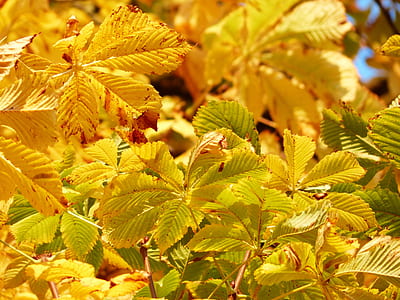 Green Leaf Macro Photography thumbnail