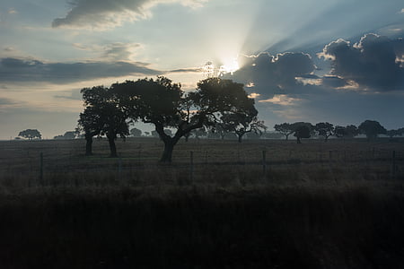 tree on grass field under crepuscular rays thumbnail