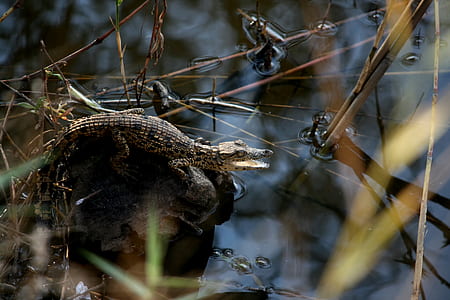 brown and black crocodila thumbnail