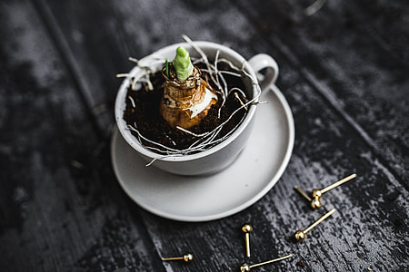 Little seedling in a cut with walnuts and golden pins thumbnail