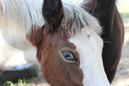 brown and white horse thumbnail