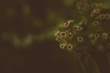 yellow and b brown flowers thumbnail