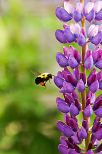 Purple Flowers thumbnail