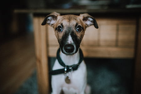tilt shift lens photo of white Jack Russel terrier sitting beside center table thumbnail