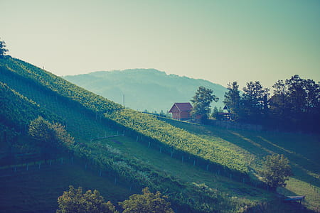 nature, arm, field, trees thumbnail