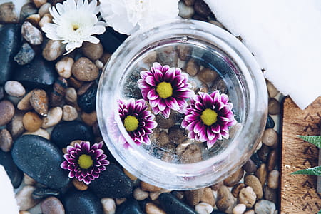 Pink Flowers In Water Photo thumbnail