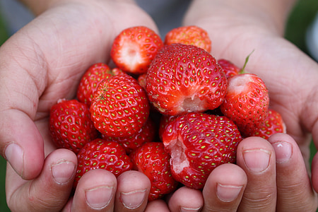 person holding strawberries thumbnail