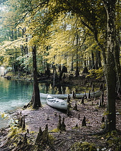 two wooden canoes on body of water surrounded by trees thumbnail
