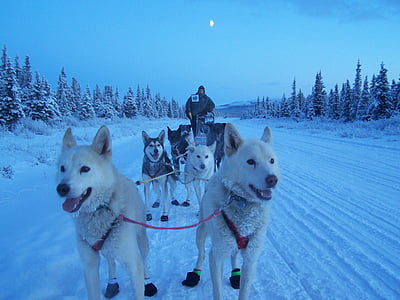 pack of Siberian husky pull snow sled while man riding on during dawn thumbnail